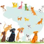 Plano de saúde para pets com cobertura nacional